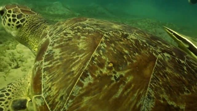 Diving Port Ghalib - Marsa Alam смотреть онлайн