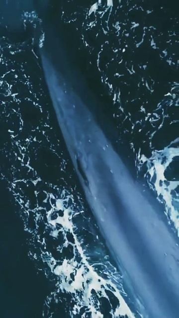 Length 33 Meters Weight 181 Tons😲 bigger than the Biggest Whale ever😬 #shorts #bluewhale смотреть онлайн