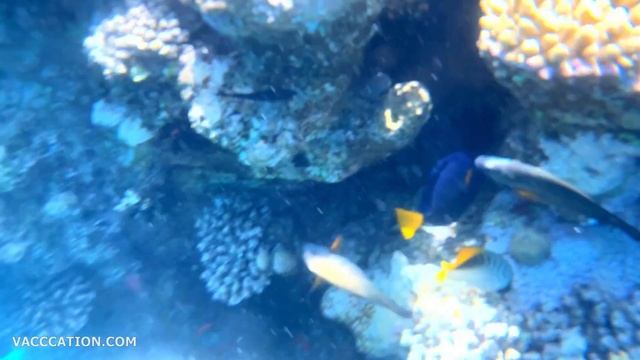 Marsa Alam- Coral Reefs (Pickalbatros The Palace Port Ghalib)