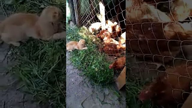 Кот-пастух!) смотреть онлайн