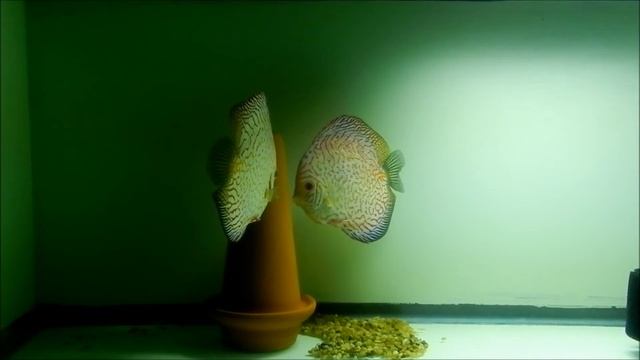 The Good the Bad and the Ugly! Breeding behavior of Discus fish. смотреть онлайн