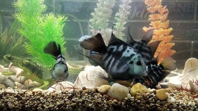 Новый 🏡 дом 🐟🐟🐟 рыбам ✌️😉👍 смотреть онлайн