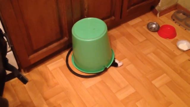 Кот и ведро смотреть онлайн