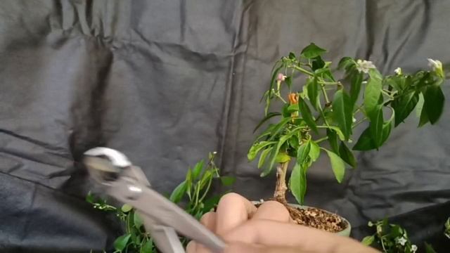 √6 перец - бончи (Бонсай)