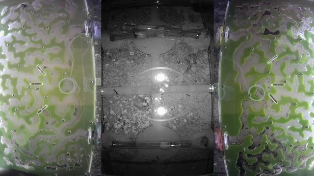 [LIVE X1] Ant Wars  Муравьиная ферма [ResOfAnts] Муравьи (Messor Camponotus Diacamma) Ants [LIVE X1