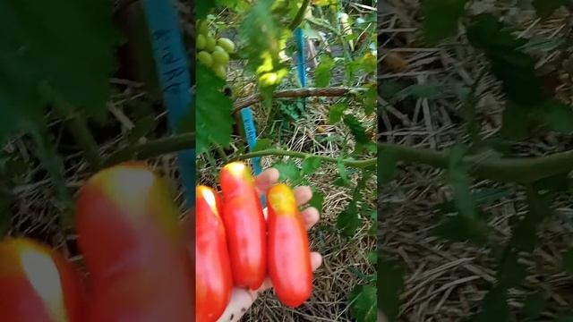 Сорт помидорів Аурія