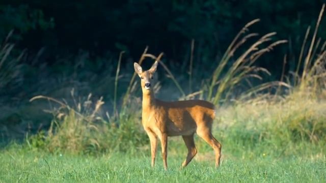 hunting zebra and deer | animal planet | animal cartoon смотреть онлайн