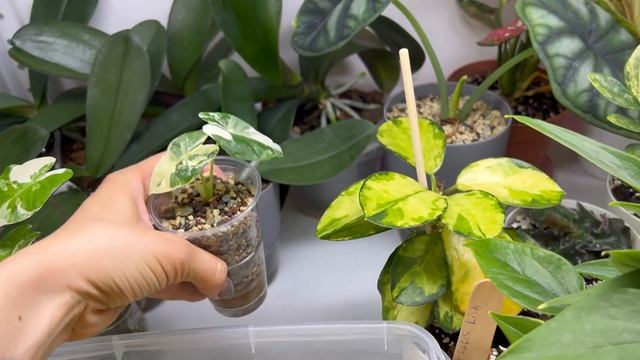 Филодендрон Веррукозум,мой уход