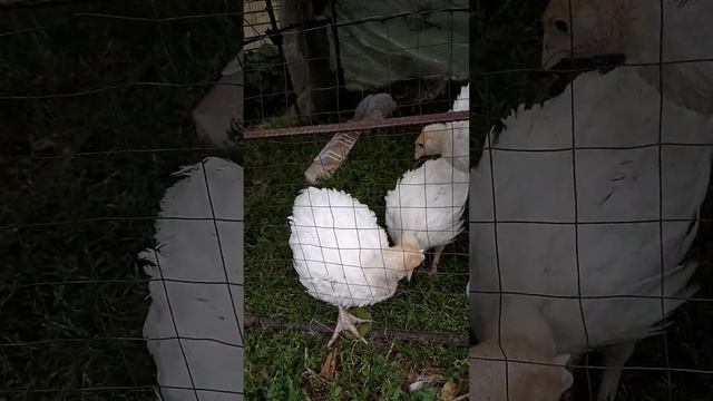 Видео Про Индюков!!! (Бройлерные и Простяки). Индюки!!! #Видео #Индюки #Video 🦃🦃🦃 смотреть онлайн