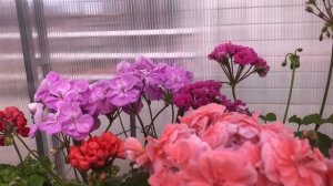 Обзор пеларгоний в теплице 04.05.2024, Казань