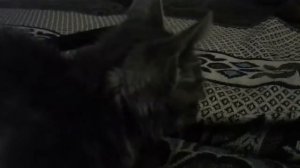 Кошачий парк юрского периода 🐱🐱🐱🐊