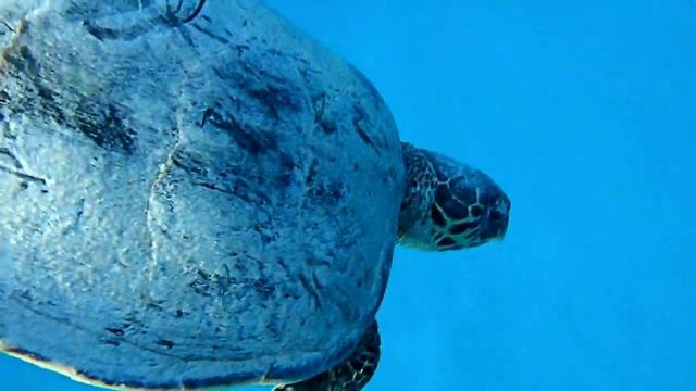 SNORKELLING,MARSA-ALAM,MARSA-MUBARAK,The Three Corners Fayrouz Plaza