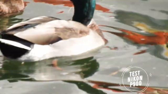 Nikon coolpix P900 смотреть онлайн