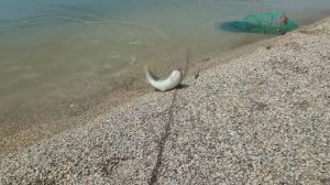 Азовское море. Пиленгас. 10.05.2024 Отличная рыбалка. 🎣 #пеленгас #рыбалка #море