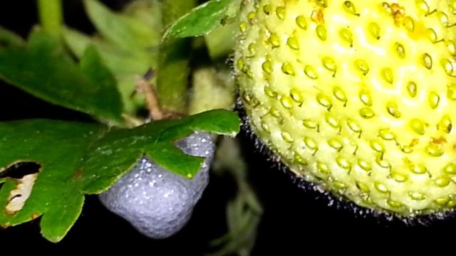 Пенница слюнявая на клубнике