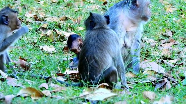 HEART SHOCKED .. IN HAND OWN MOM !! JINX CRY LOUD DEEP HURTMOM FIGHT WEANING MILK...