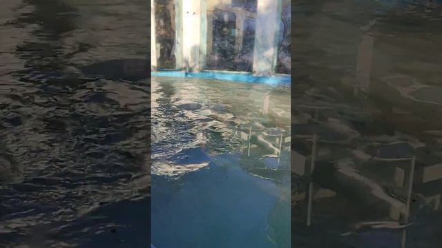 Сафари парк. Переходим к водным процедурам! смотреть онлайн