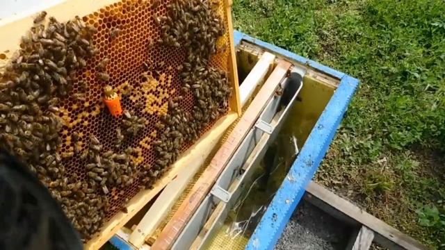 Заселение шестирамочников 02.06.2020 смотреть онлайн