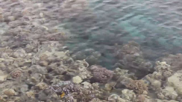 Фантазия Марса Алам. У пирса.