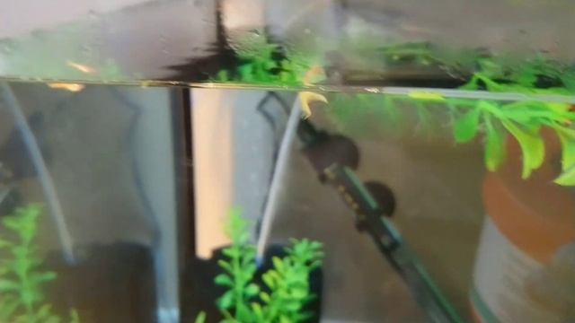 My friend a red belly PIRANHA at feeding time (piranha film) смотреть онлайн