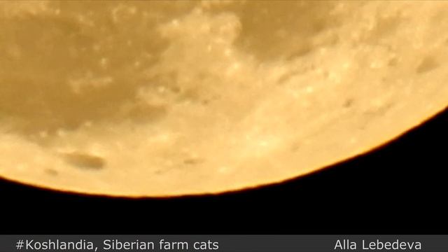 MOON IRISKA JUPITER scottish fold cat Луна Юпитер и Вислоухий NIKON COOLPIX P900 superzoom смотреть онлайн