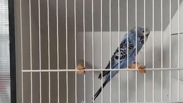 World Online Budgie Show inscription 41 WOBS Budgie Planet 2021 смотреть онлайн