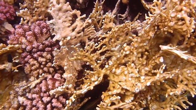 El-Quseir Radisson Blu 26 смотреть онлайн