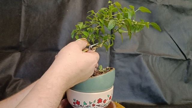 √7 перец (Бонсай)