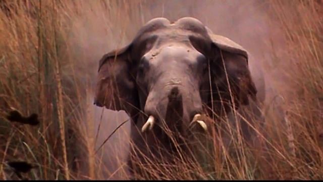 Animal Planet HD Germany - Bumpers! - May 2014