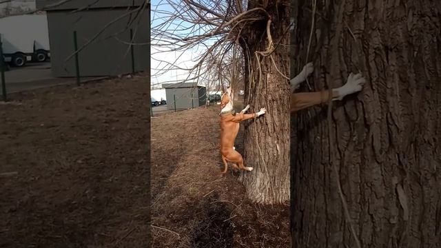 Стаффорд БАКС смотреть онлайн