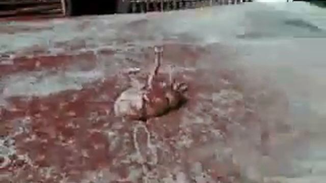 что то ужасное смотреть онлайн