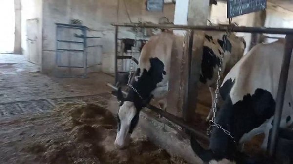 как кормить карова на молочная ферма