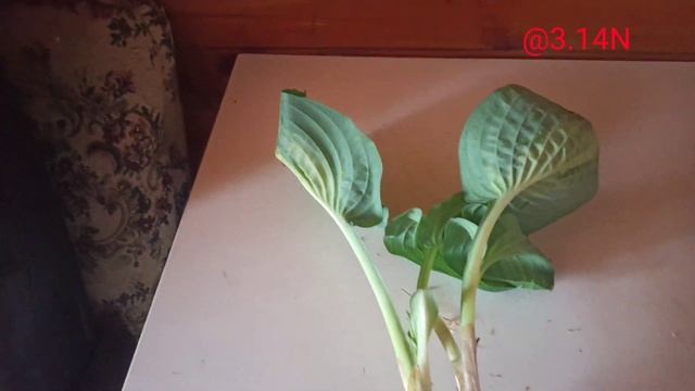 ☘️хоста Ooh La La в Wow #petrnovar #запорожье #hosta #OohLaLa#репортаж#хоста смотреть онлайн