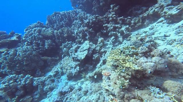 dive nr.1, Egypt Marsa Alam, Aurora bay, Gabel El Rosas Nurkowanie смотреть онлайн
