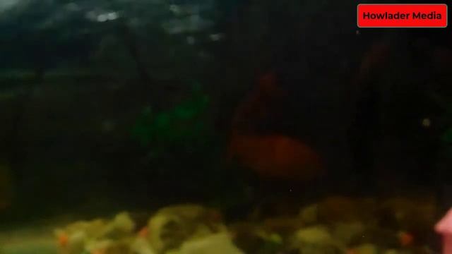 Beautiful Coral Reef Fish,Relaxing Ocean Fish & Comet Fish  কমেট মাছ চাষে ছায়েম লাখপতি !!!!!বনে গেল