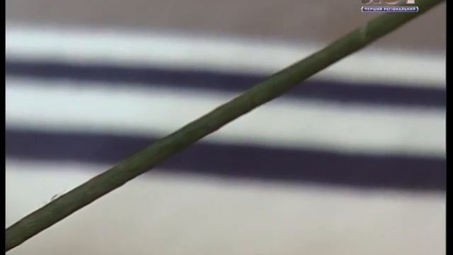 Веселкова майстерня. Квітка з грошей смотреть онлайн