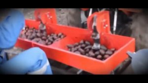 Двухрядная картофелесажалка КС-2МТ