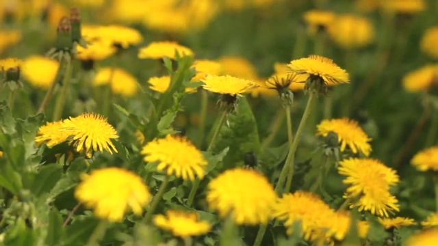 ВЕСЫ гороскоп  на июнь 2024 года