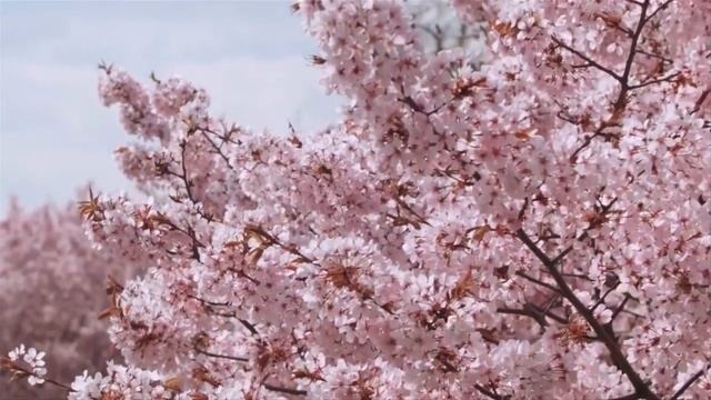 GIVEAWAY - Konova Camera Sliders - COSMOS смотреть онлайн