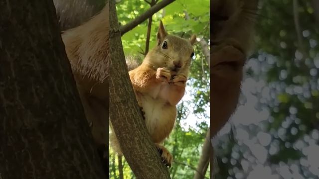 🐿️Белочка кушает!Кузьминский парк! Москва!👍🐿️ смотреть онлайн