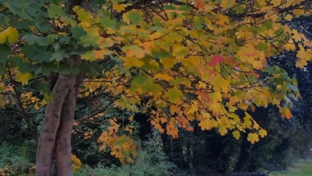 ♍ ДЕВА - Гороскоп на НОЯБРЬ 2019 смотреть онлайн