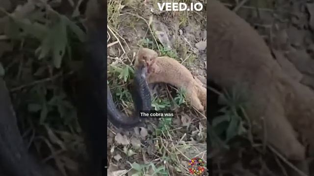Mongoose vs Cobra: The Battle of the Ages #wildlife #mongoosevssnake смотреть онлайн