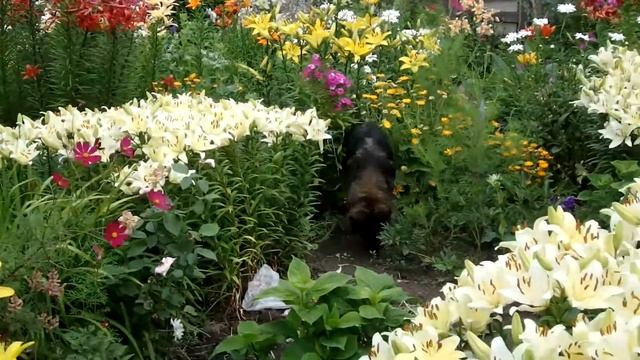 Космос в цветах.