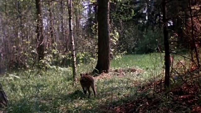 Рысь выходит на тропу смотреть онлайн