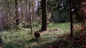 Рысь выходит на тропу