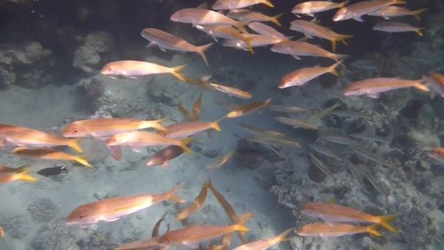 Фантазия Марса Алам июнь 2013 Море №3 смотреть онлайн