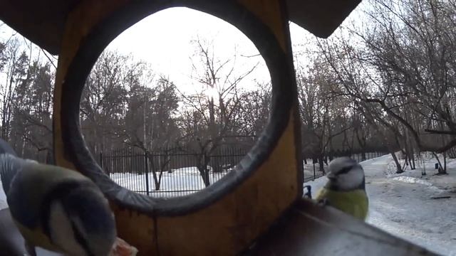 Птицы смотреть онлайн