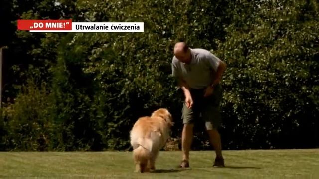 d-control PL | Dogtrace смотреть онлайн