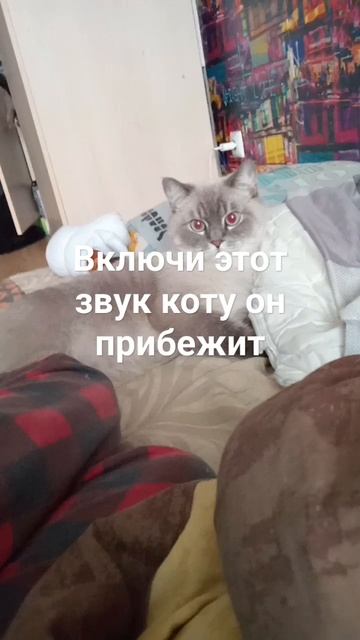 включи этот звук коту он прибежит 😅😁😅 смотреть онлайн