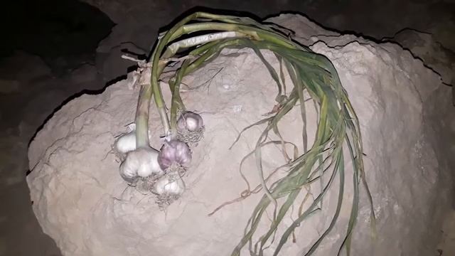 Ритуалы - онлайн Переклад проблем в новолуние на чеснок на умерших . К Хозяину кладбища. смотреть онлайн